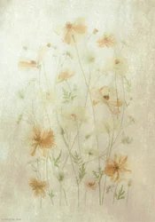 Verblasstes Mohnfeld