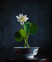 Weiße Lotusblüten in stiller Harmonie