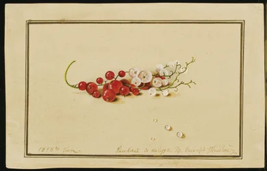 Rote und weiße Johannisbeeren, 1818