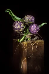 Elegante violette Artischocken