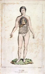 Anatomische Illustration von F. E. Guerin. Aus Dictionnaire pittoresque d