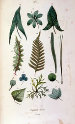 Botanische und zoologische Illustration von F. E. Guerin. Aus Dictionnaire pittoresque d