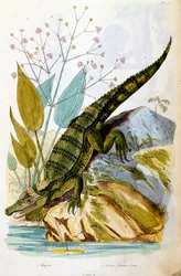 Botanische und zoologische Illustration von F. E. Guerin. Aus Dictionnaire pittoresque d
