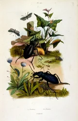 Botanische und zoologische Illustration von F. E. Guerin. Aus Dictionnaire pittoresque d