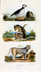 Botanische und zoologische Illustration von F. E. Guerin. Aus Dictionnaire pittoresque d