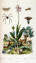 Botanische und zoologische Illustration von F. E. Guerin. Aus Dictionnaire pittoresque d