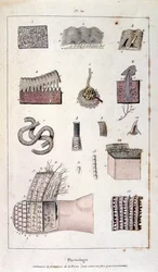 Botanische und zoologische Illustration von F. E. Guerin. Aus Dictionnaire pittoresque d