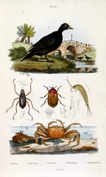 Botanische und zoologische Illustration von F. E. Guerin. Aus Dictionnaire pittoresque d