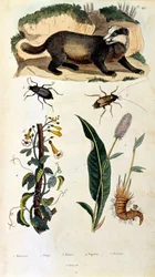 Botanische und zoologische Illustration von F. E. Guerin. Aus Dictionnaire pittoresque d