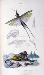 Botanische und zoologische Illustration von F. E. Guerin. Aus Dictionnaire pittoresque d