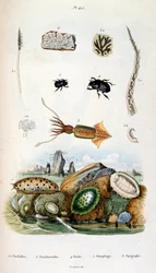 Botanische und zoologische Illustration von F. E. Guerin. Aus Dictionnaire pittoresque d
