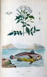 Jasmin (Jasmin). Johnius (Kroakerfisch). Botanische und zoologische Illustration von F. E. Guerin. Aus Dictionnaire pittoresque d