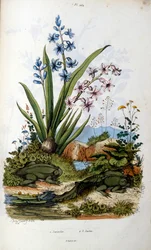 Kröte