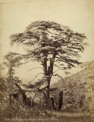 Große Zeder im Teniet el Haad Wald, Libanon