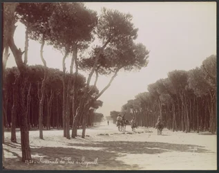 Promenade des Pins in Beirut