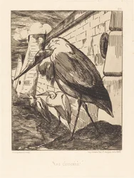 Die Störche