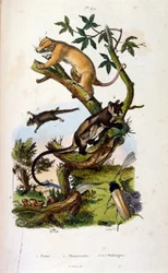 Illustration von Säugetieren und Insekten (aus Dictionnaire pittoresque d
