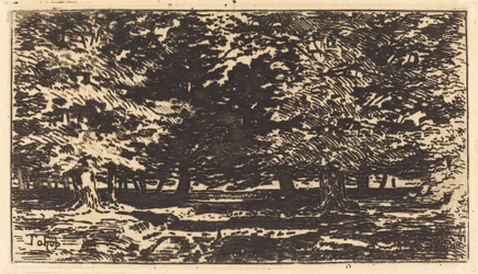 Wald