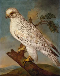Ein Falke auf einem Ast, 1736