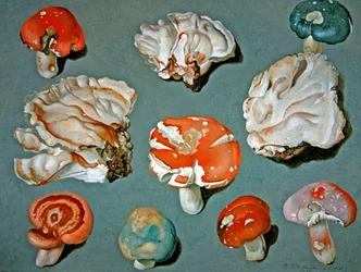 Studien von Pilzen