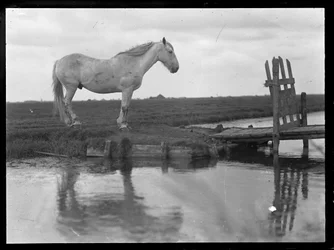 Einsames Pferd