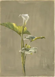 Calla-Lilie (1875)