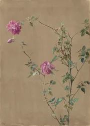 Rosa Rosen