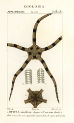 Schlangenstern, Ophiomastix annulosa, Ophiura annulosa