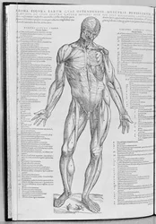 Anatomische Studie, Illustration aus De Humani Corporis Fabrica Librorum Epitome von Andreas Vesalius (1514-64), veröffentlicht in Basel, 1543