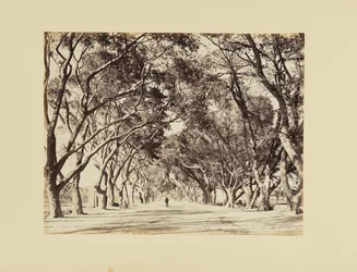 Kairo, Allee von Choubra