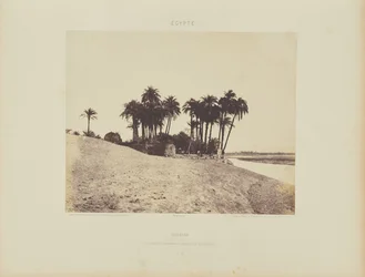 Luxor. Dattelpalmen und Garten der Luxor-Expedition