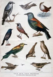 Vögel, die geschützt sind und in der Landwirtschaft hilfreich sind, 1897