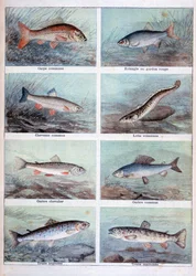 Süßwasserfische, 1898