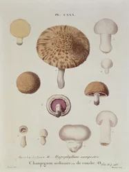 Hypophyllum campestre oder der Feldpilz, Tafel 130 aus 