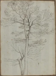 Kahler Baum [verso]