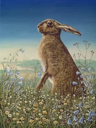 Hase