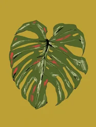 Lebhaftes Monstera-Blatt