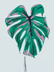 Lebendige Pink-Grüne Monstera