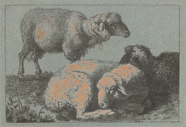 Zwei liegende Schafe und ein stehendes Schaf