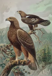 Goldener Adler - Männchen und Weibchen