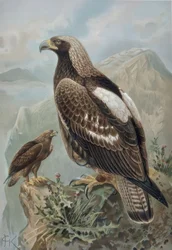 Kaiseradler - Männchen und zweijähriges Weibchen