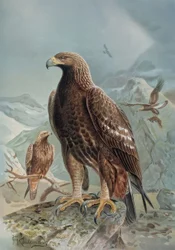 Gravur - Wilder oder Leonadischer Adler - Weibchen und Jungtier