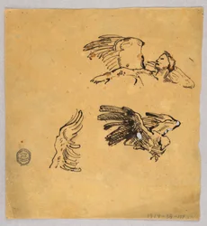 Studien von Flügeln
