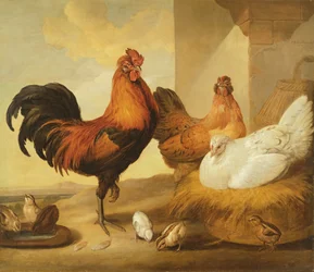Haushahn, Hennen und Küken, 1655