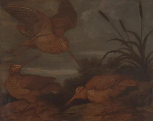 Waldschnepfe in der Abenddämmerung