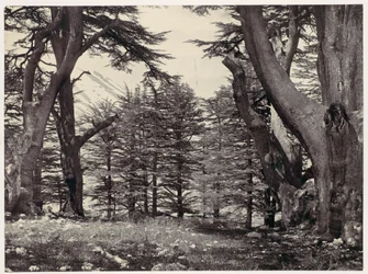 Zedern des Libanon