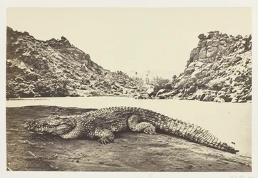 Krokodil auf einer Sandbank