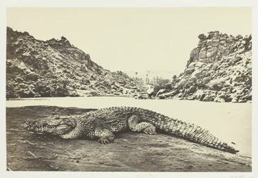 Krokodil auf einer Sandbank, 1857