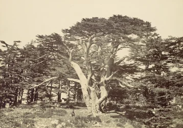 Der größte der Zedern, Berg Libanon, 1857