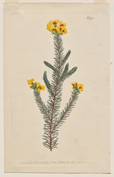 Das Botanische Magazin oder Blumengarten: Tafel 944, Dillwynia Glaberrima. Glattblättrige Dillwynnia. [Dillwynia ericifolia gaberrima]